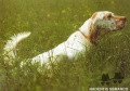 Setter Anglais RADENTIS SBRANCO Setter Anglais RADENTIS SBRANCO